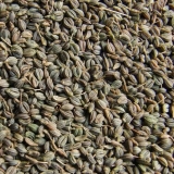 Sjemenke peršina: koristi i štete, rok trajanja, kako se razlikovati od sjemena šargarepe, primjena